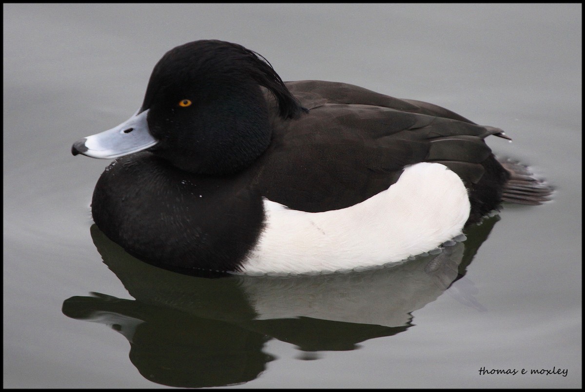 Tufted Duck - Tom Moxley
