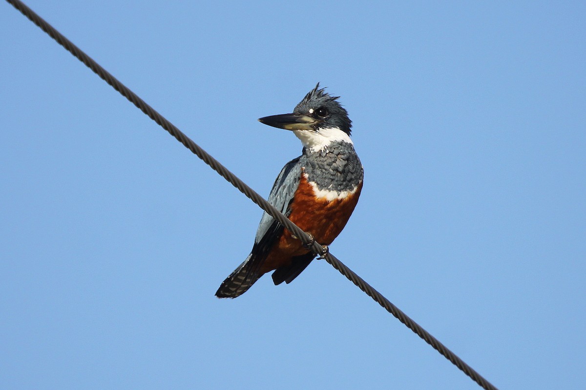 Ringed Kingfisher - Tom Moxley