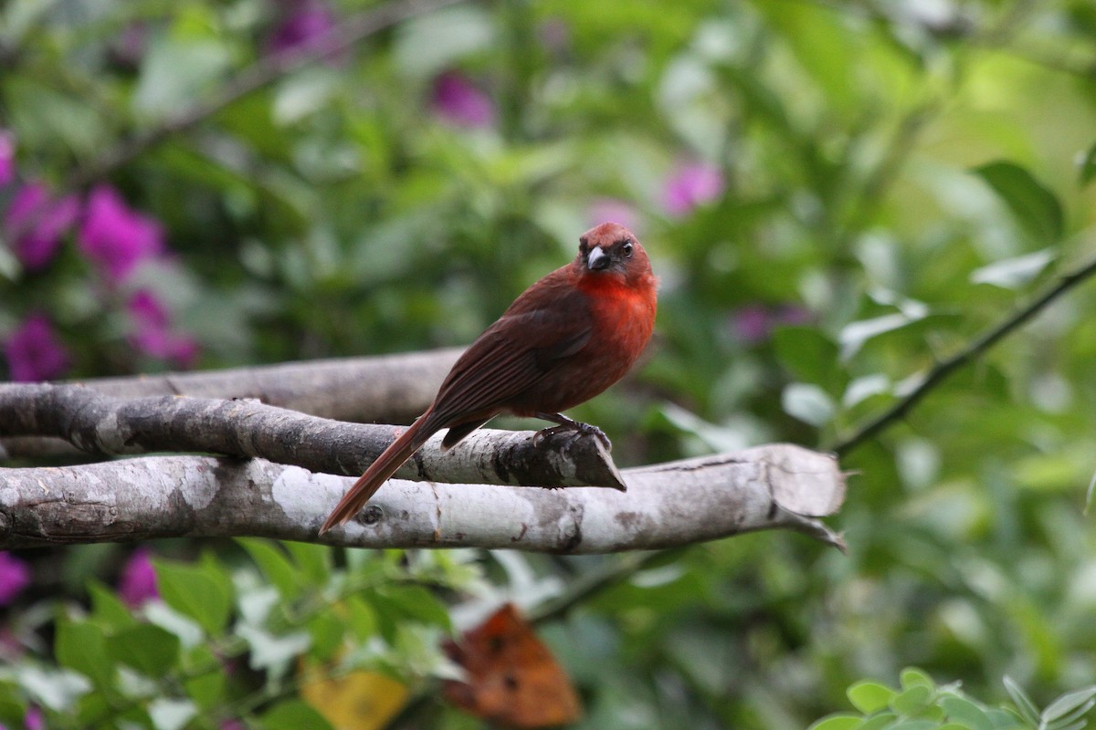 Red-throated Ant-Tanager (Salvin's) - Tom Moxley