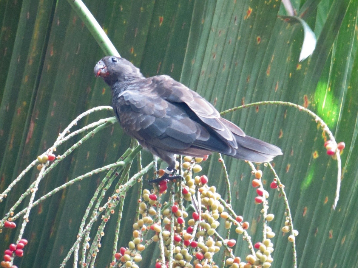 Seychelles Parrot - ML204902171