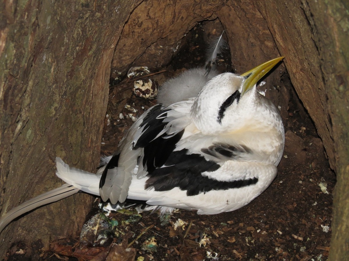 White-tailed Tropicbird - Pierre-Paul EVRARD