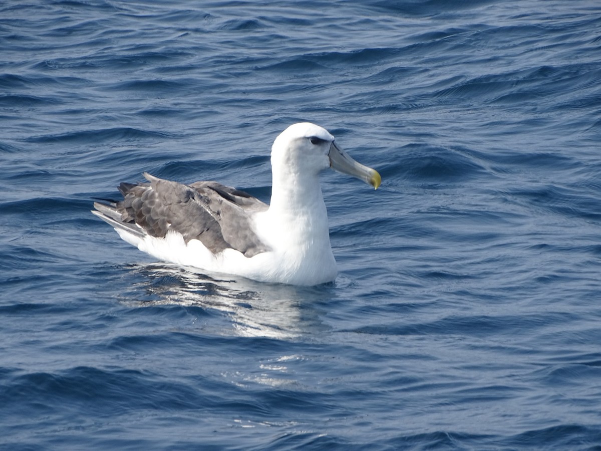 White-capped Albatross (steadi) - Pierre-Paul EVRARD