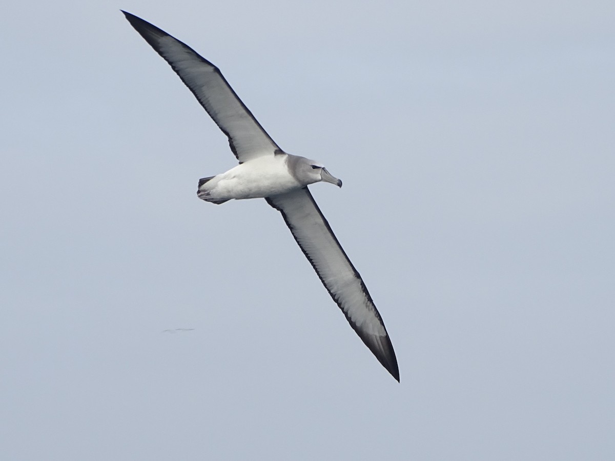 White-capped Albatross (steadi) - Pierre-Paul EVRARD