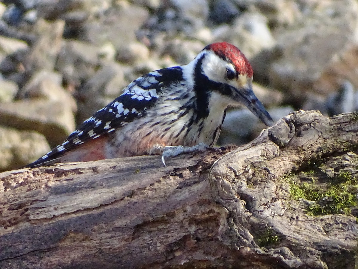 White-backed Woodpecker (Lilford's) - Pierre-Paul EVRARD