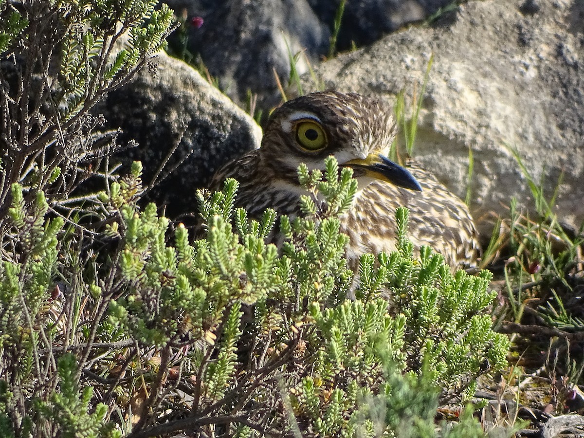 Spotted Thick-knee - Pierre-Paul EVRARD