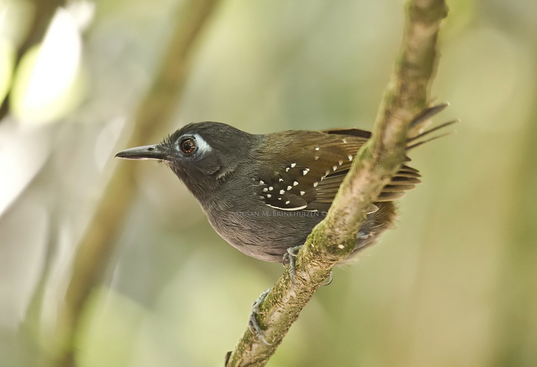 Chestnut-backed Antbird (Short-tailed) - Dušan Brinkhuizen