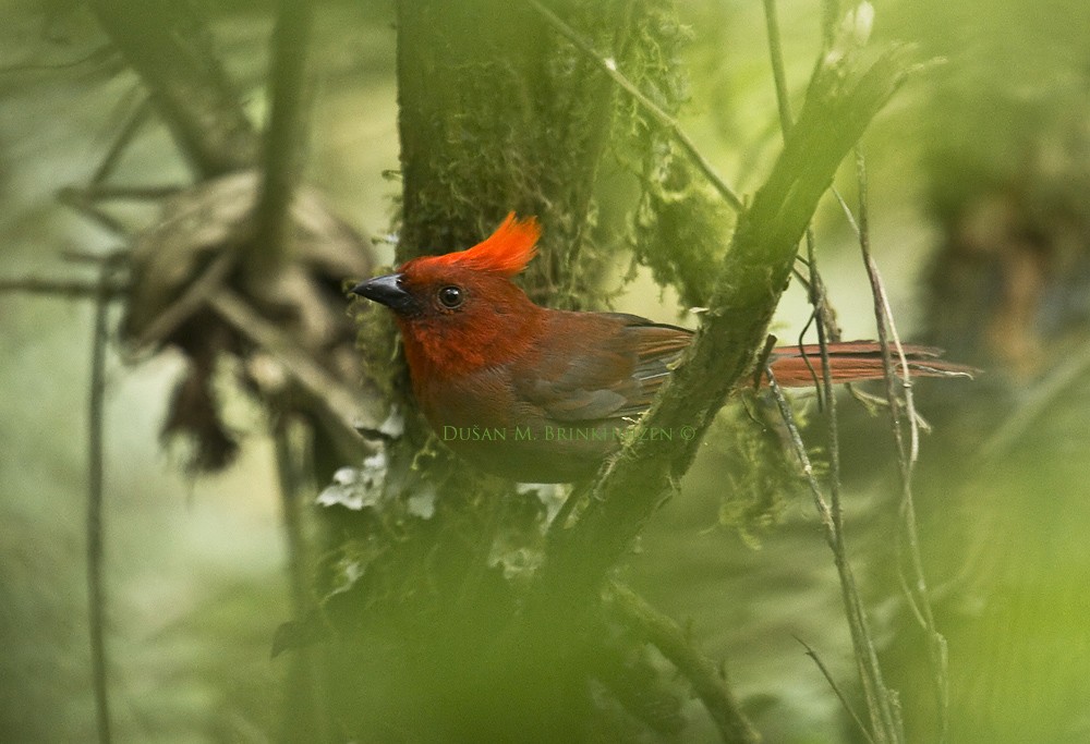 Crested Ant-Tanager - ML204902591