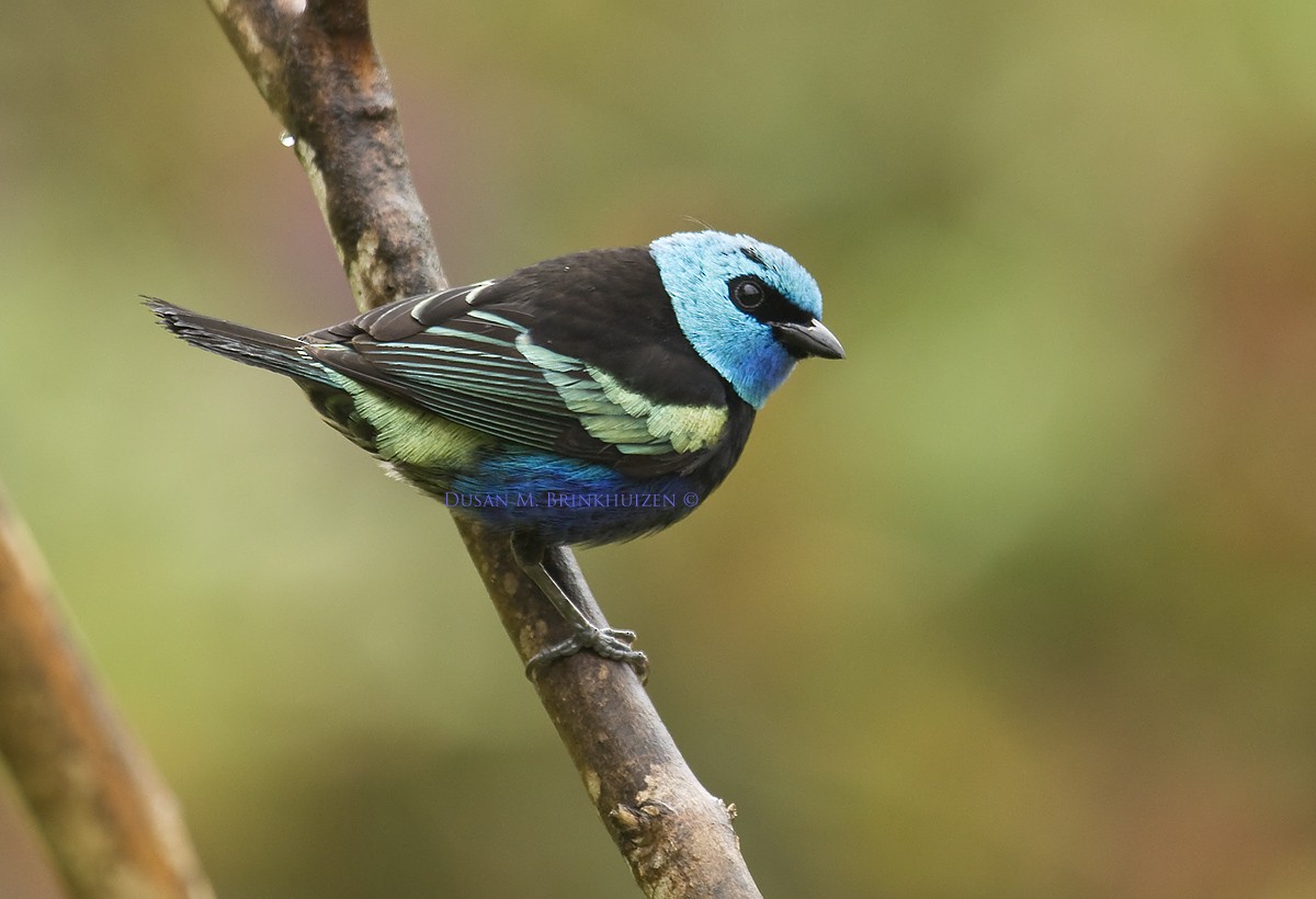 Blue-necked Tanager - ML204902631
