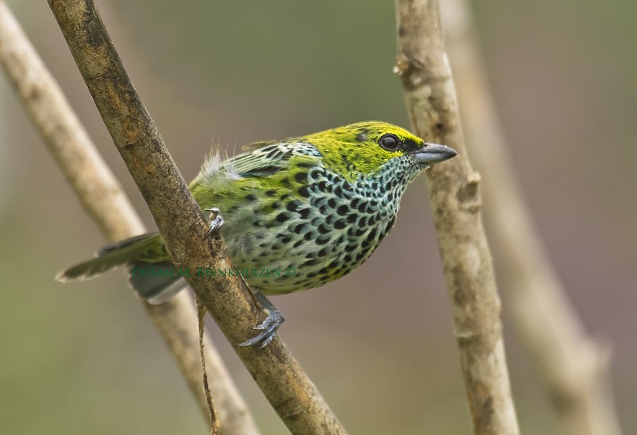 Speckled Tanager - ML204902641