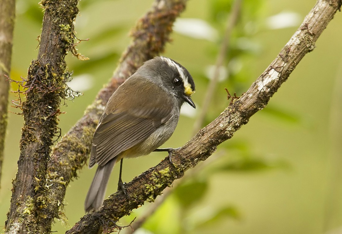 Crowned Chat-Tyrant (Crowned) - ML204902751