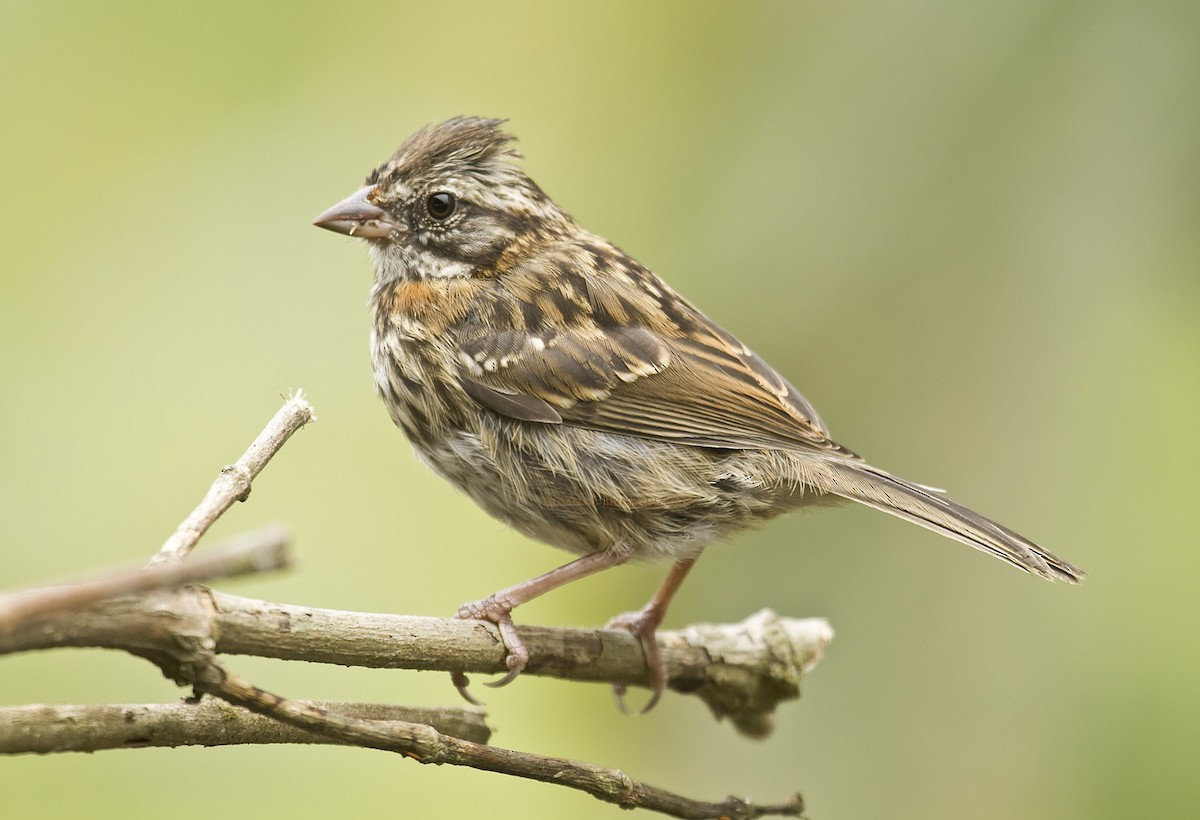 Rufous-collared Sparrow (Rufous-collared) - Dušan Brinkhuizen