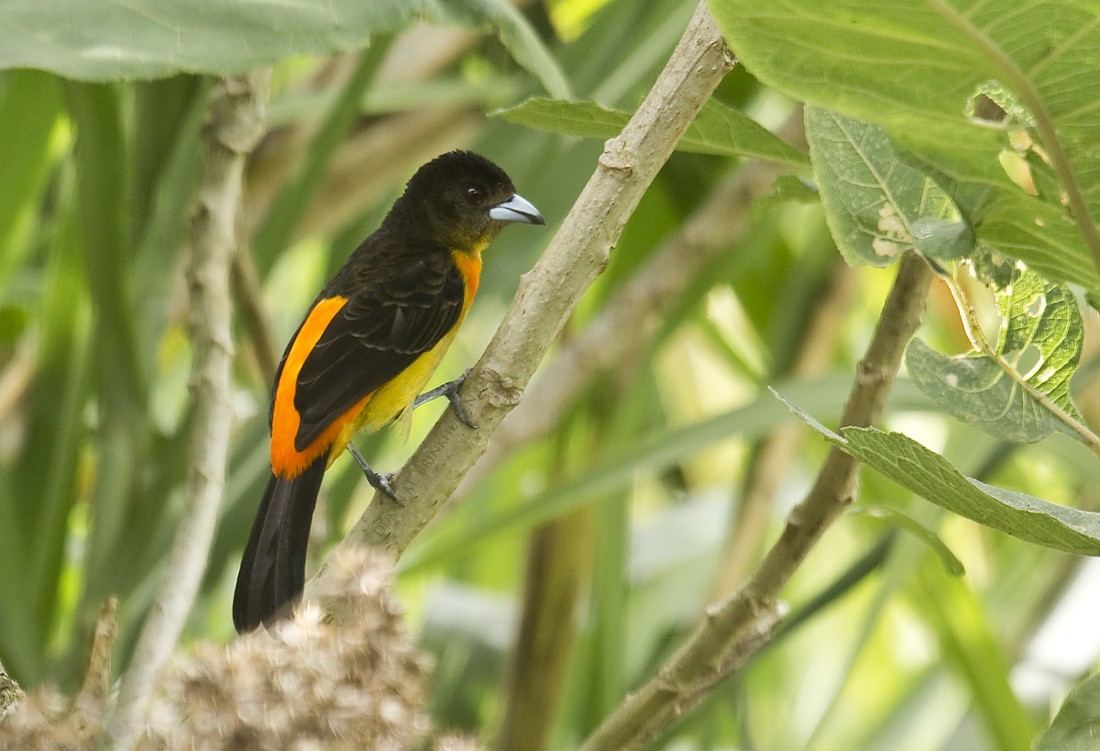 Flame-rumped Tanager (Flame-rumped) - Dušan Brinkhuizen