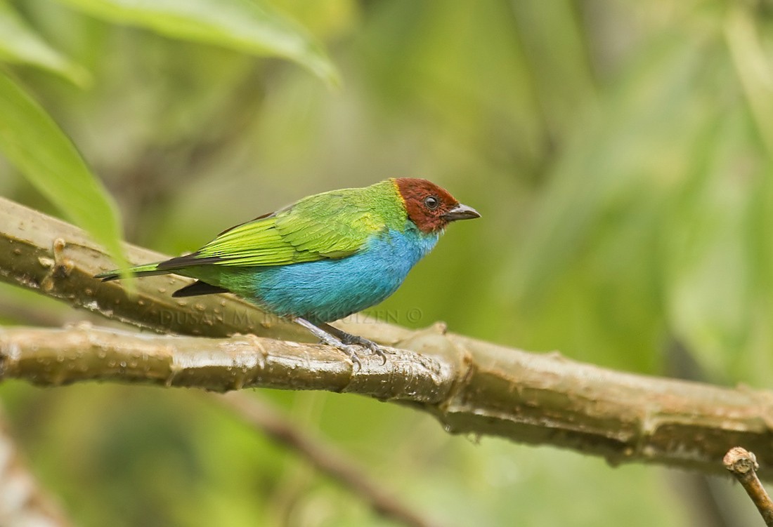 Bay-headed Tanager (Bay-and-blue) - Dušan Brinkhuizen