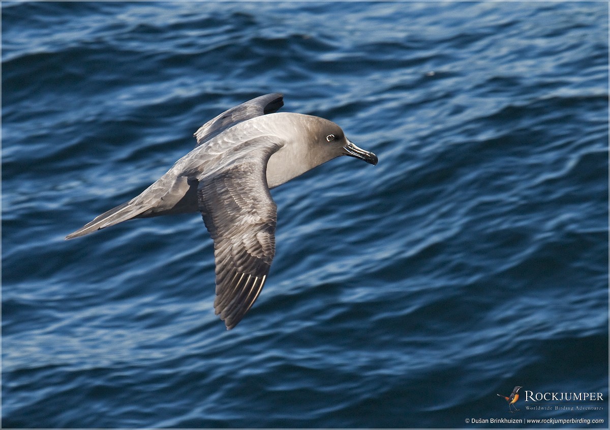 Light-mantled Albatross - Dušan Brinkhuizen