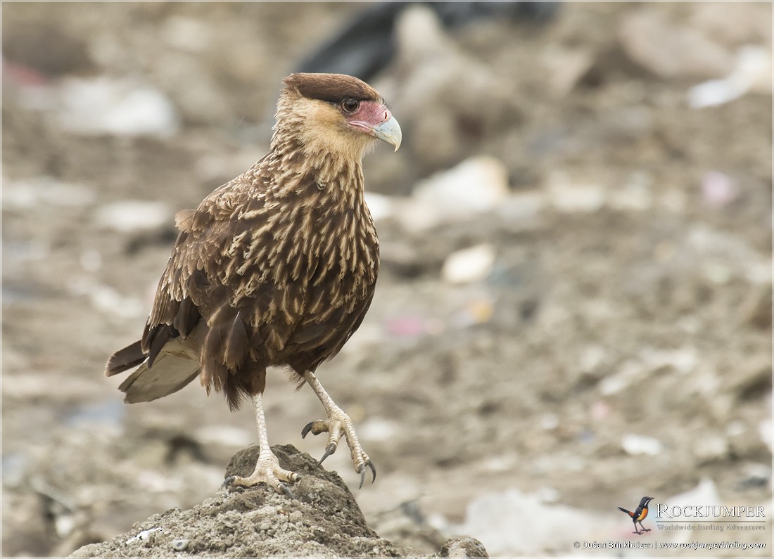 Crested Caracara (Southern) - ML204902991