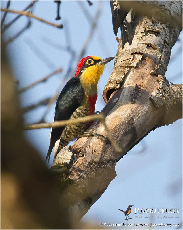 Yellow-fronted Woodpecker - Dušan Brinkhuizen