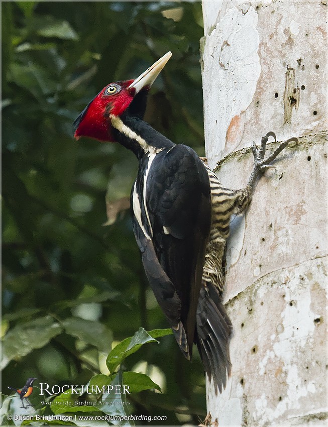Pale-billed Woodpecker - Dušan Brinkhuizen