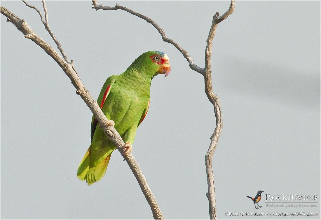 White-fronted Parrot - Dušan Brinkhuizen