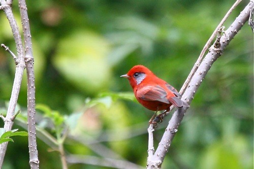 Red Warbler (Gray-cheeked) - Michael Retter