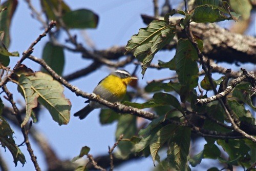 Crescent-chested Warbler - ML204903651