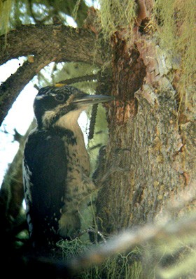 American Three-toed Woodpecker (Rocky Mts.) - Michael Retter