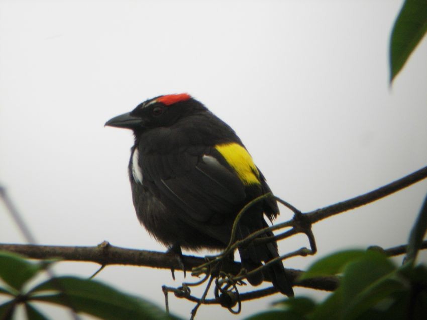 Scarlet-browed Tanager - ML204903961