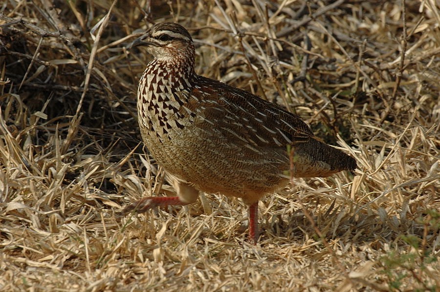 Crested Francolin (Crested) - Georges Olioso