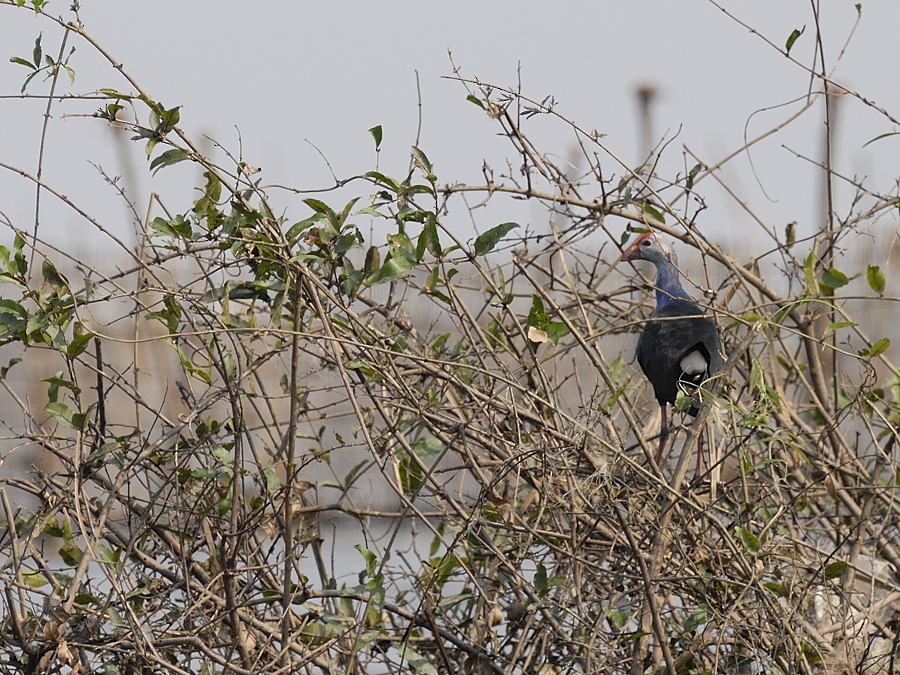 Gray-headed Swamphen - Georges Olioso