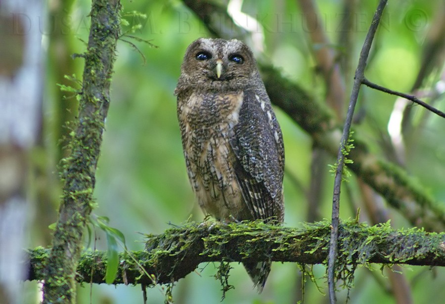 Mottled Owl (Mottled) - Dušan Brinkhuizen