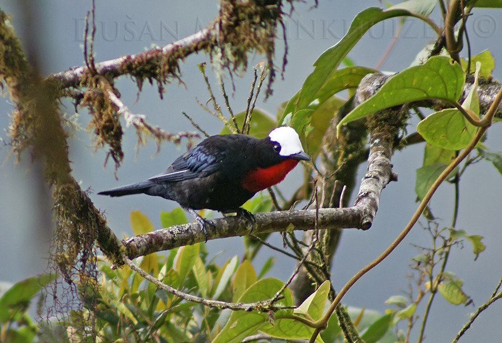 White-capped Tanager - Dušan Brinkhuizen