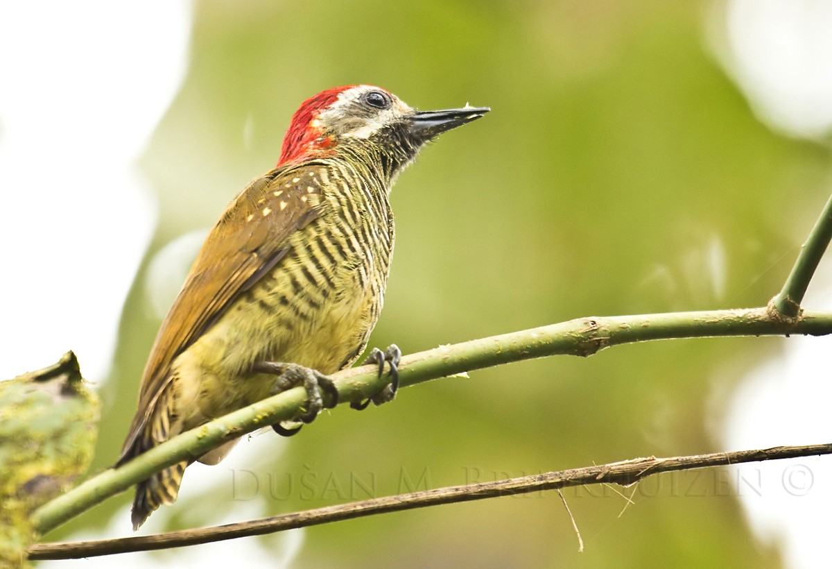 Yellow-vented Woodpecker - Dušan Brinkhuizen