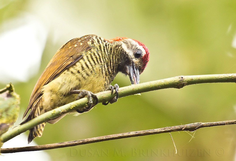 Yellow-vented Woodpecker - ML204905031