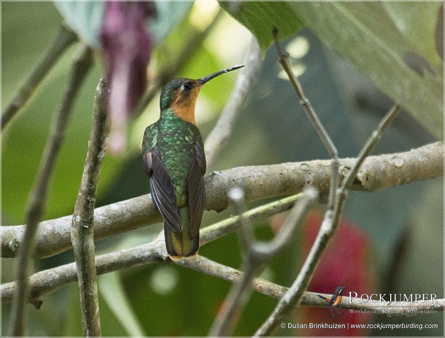 kolibřík pestroocasý - ML204905261