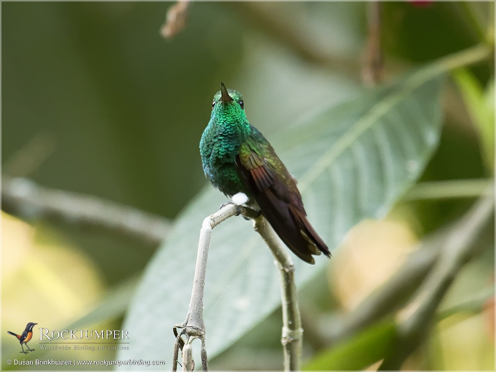Berylline Hummingbird (Sumichrast's) - Dušan Brinkhuizen