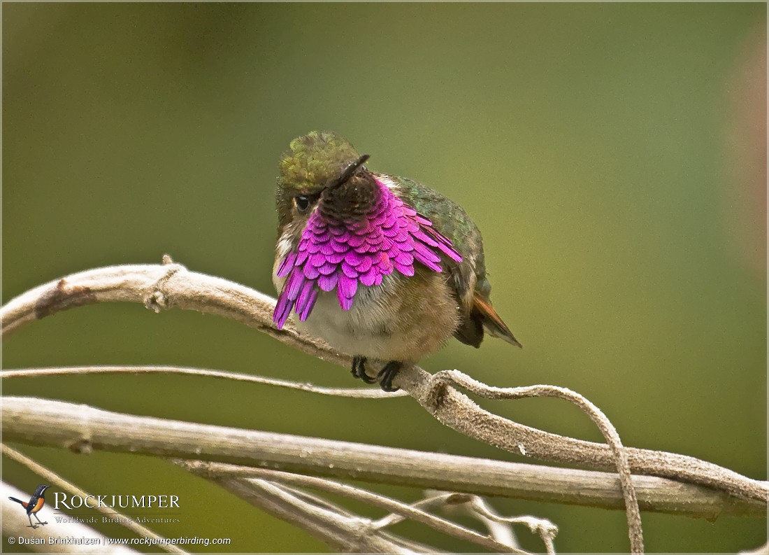 Wine-throated Hummingbird - ML204905351