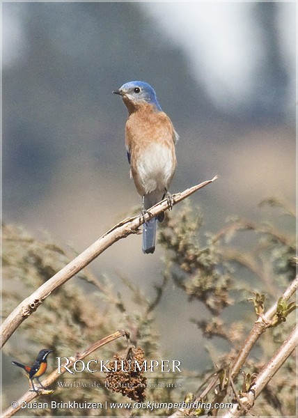 Eastern Bluebird (Mexican) - ML204905591