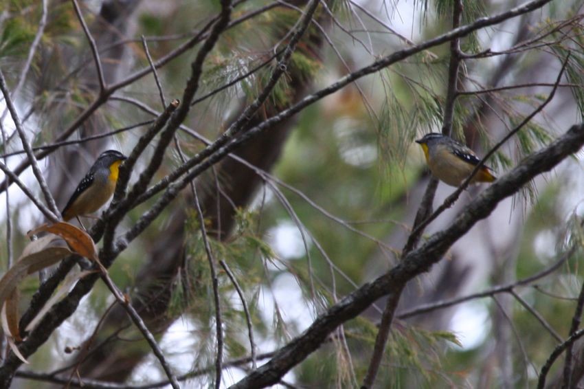 Spotted Pardalote (Spotted) - ML204905721