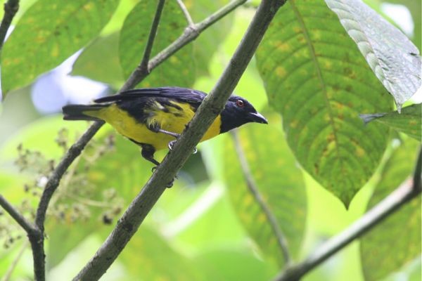Blue-and-gold Tanager - Michael Retter