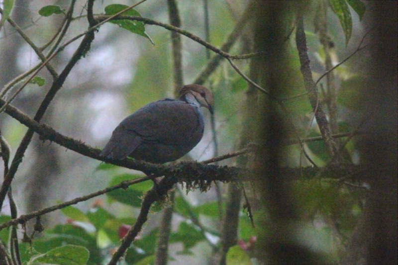 Russet-crowned Quail-Dove - ML204906061