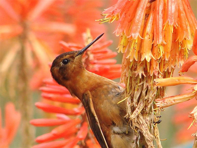 kolibřík duhovohřbetý - ML204906161