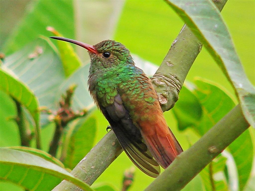 Rufous-tailed Hummingbird - ML204906191