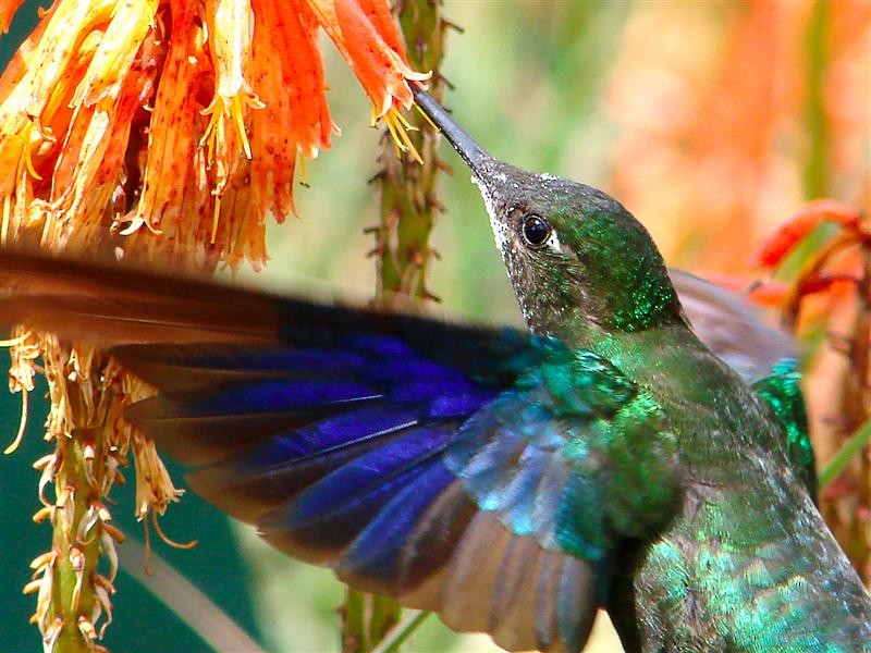 kolibřík modrokřídlý - ML204906211