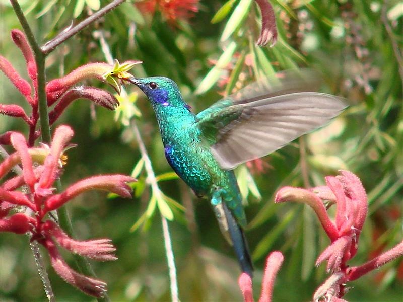 kolibřík modrolící - ML204906261
