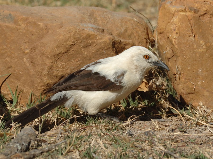 Southern Pied-Babbler - ML204906671