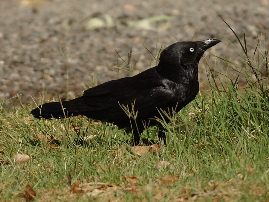 Torresian Crow - Georges Olioso
