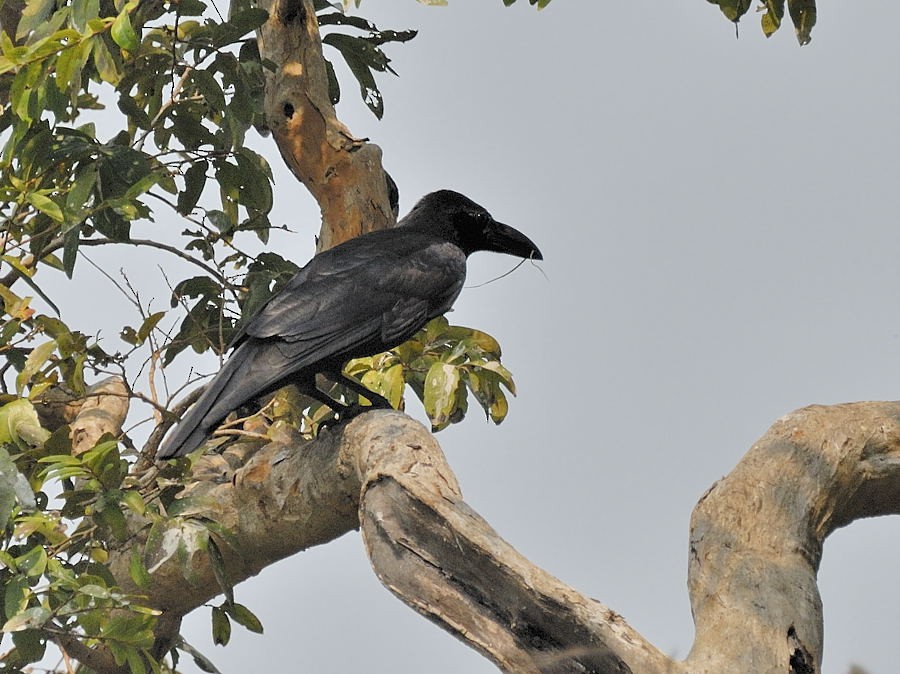 Large-billed Crow - Georges Olioso