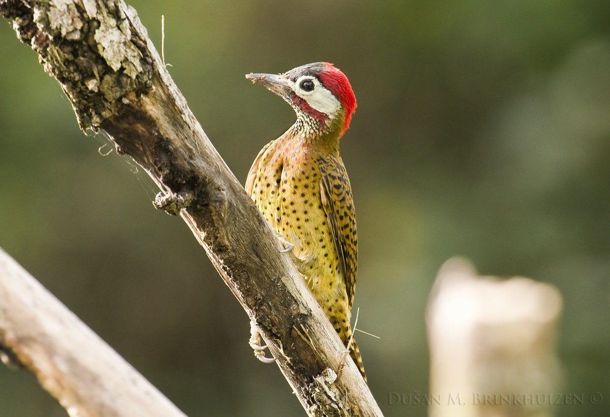 Spot-breasted Woodpecker - Dušan Brinkhuizen