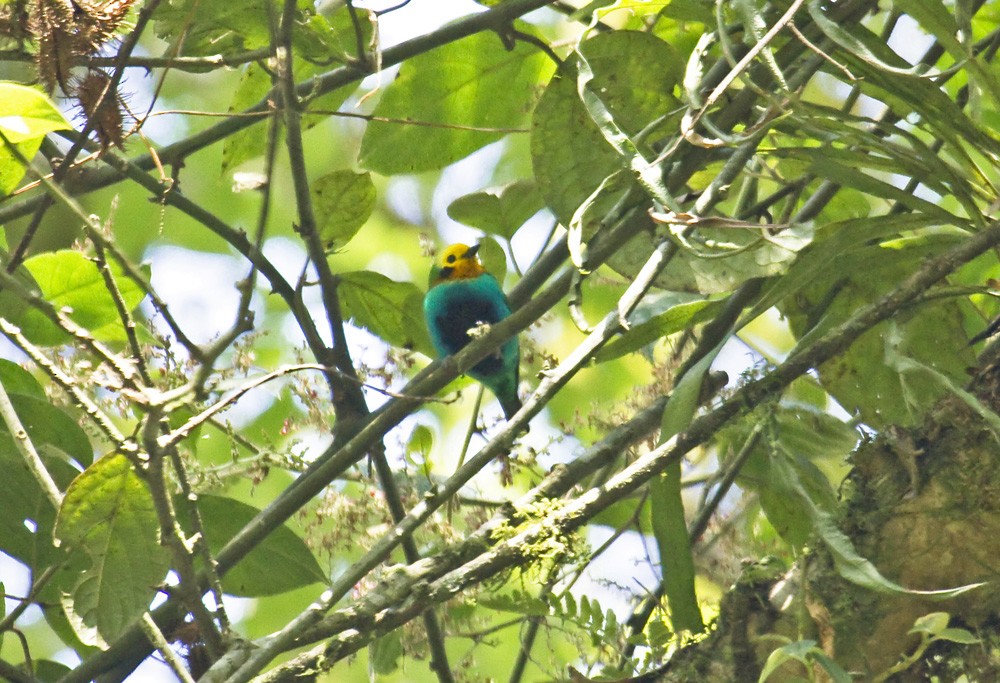 Multicolored Tanager - Dušan Brinkhuizen