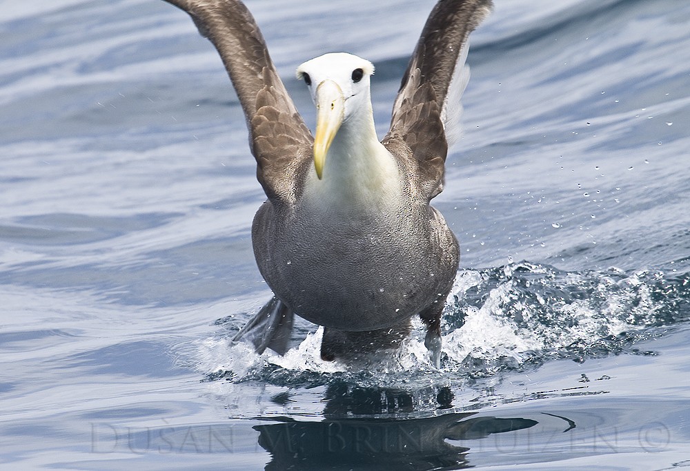 Waved Albatross - Dušan Brinkhuizen