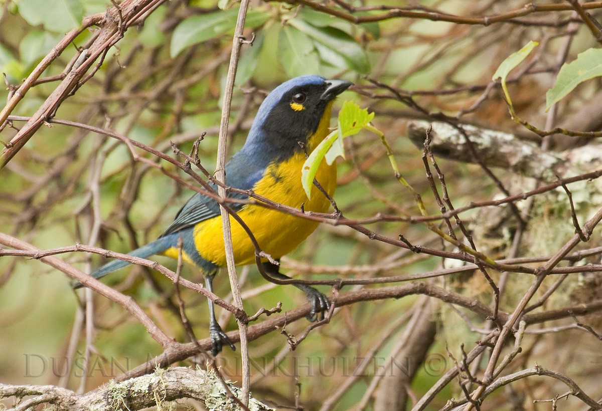 Black-cheeked Mountain Tanager - ML204907031